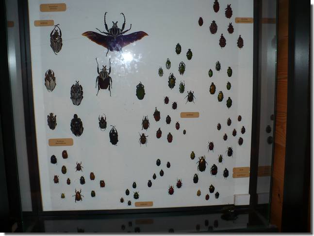 P1010754.jpg